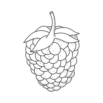 Raspberry hand drawn vector illustration. Raspberries sketch. Vector illustration isolated on white background