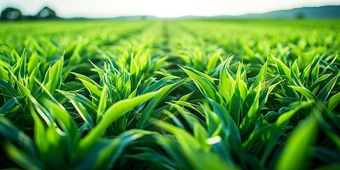Foto op Aluminium Field of vibrant green biofuel crops. © MdMohammod