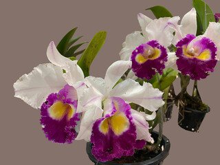 Flower of White - Pink Cattleya Orchid.