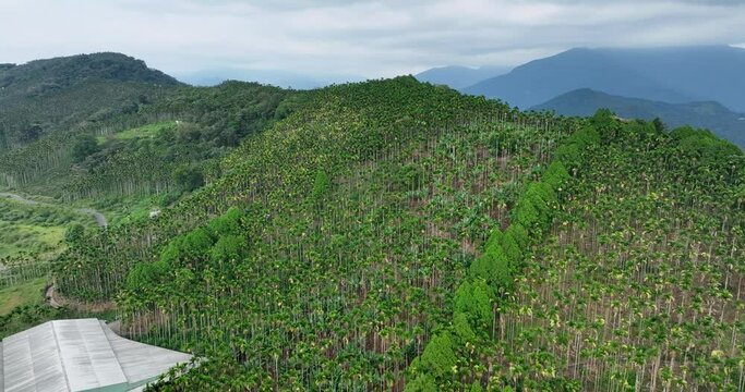 Drone fly over Areca catechu tree over the mountain in Taiwan