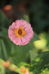 pink and yellow flower