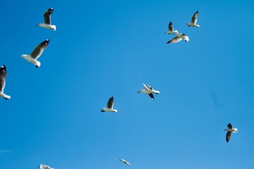 Many birds flying together