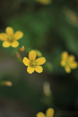 yellow flower on green background