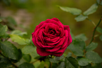 Les roses de l'Automne 