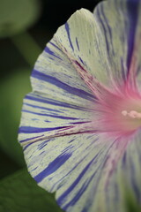 close up of a flower in the garden