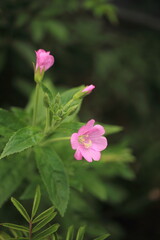 butterfly on a flower