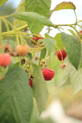 wild strawberry on a bush