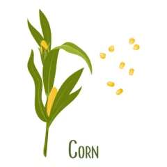 Fotobehang Set of corn grains and ears of corn. Corn plant, sweet corn, corn cobs, corn kernels in a plate. Agriculture, food icons, vector © Tatiana