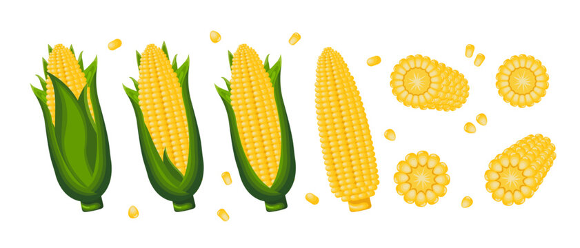 Set of corn grains and spikelets. Corn plant, Sweet corn, corn cobs, corn grains in a plate, spoon and bag. Agriculture, food icons, vector