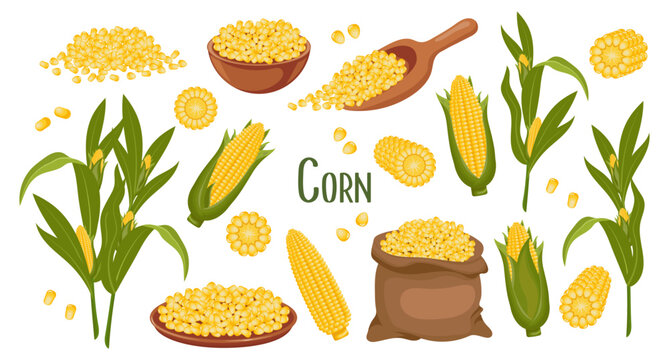 Mais-Bilder: Stock-Fotos \u0026 -Videos. | Adobe Stock, image size:669x360