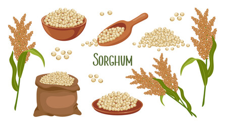 Set of sorghum grains and spikelets. Sorghum plant, sorghum grains in a plate, spatula and bag. Agriculture, design elements, vector - obrazy, fototapety, plakaty