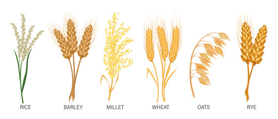 Cereals set. Wheat, rye, oats, rice, barley, millet, spikelets. Harvest, agriculture. Illustration, vector - obrazy, fototapety, plakaty