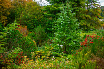 Ataturk Arboretum botanic park on Autumn, Istanbul