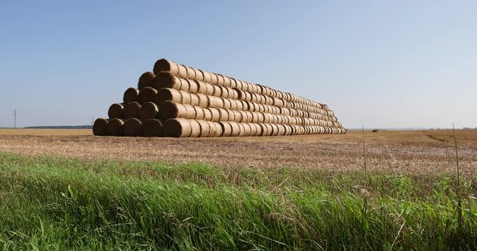 stacks of wheat straw in the field after harvest, packed for use and storage of wheat straw in summer