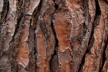 Relief texture of the brown bark of a tree