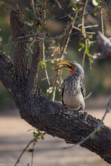 Southern yellow-billed hornbill perching in a tree in Kruger National Park © John