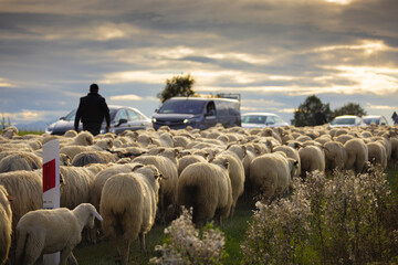 Redyk jesienny 2023 w Kluszkowcach. Wypas owiec na pastwiskach.