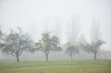 Streuobstwiese mit Pappeln im Nebel