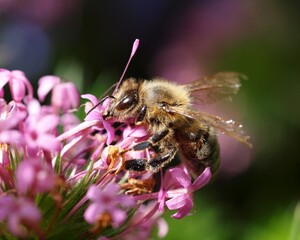 Biene auf Blüte