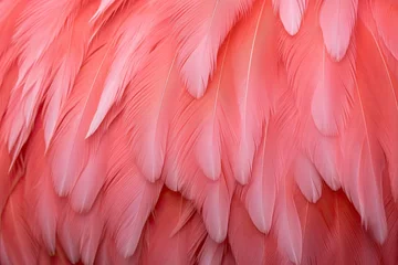 Photo sur Plexiglas Photographie macro Flamingo Feather background.