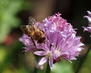 Biene auf Bl&uuml;te, Schnittlauch