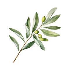Watercolor olive branches and leaves