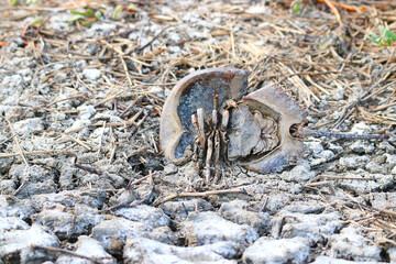 seahorse crab dead on cracked dry land , dried earth with clay and sand