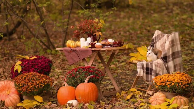 autumn leaves and pumpkins in the grass. Autumn picnic with candles, pumpkins and chrysanthemums. Beautiful video of a weekend getaway. Location for photo sessions. Photo zone. Beautiful nature