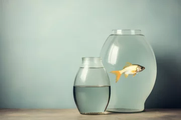 Fotobehang Goldfish in a goldfish bowl © eyetronic
