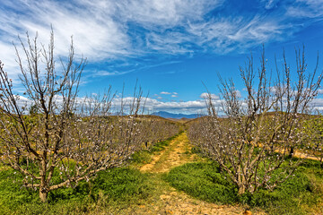 Obraz premium Fruit trees in blossom in Little Karoo