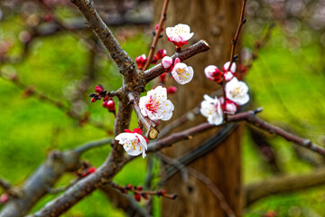 Peach blossoms in orchard near Bonnievale