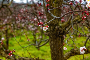 Peach orchard with pink and white blossoms