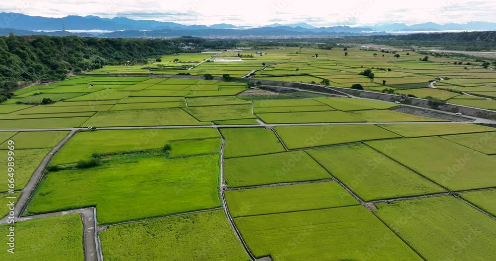 Wall mural aerial view of taichung paddy rice field