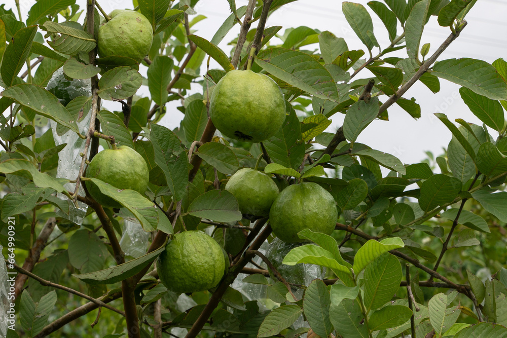 Wall mural organic guava fruits hanging on tree in agriculture farm of bangladesh.this fruit contains a lot of 