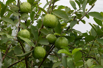 Organic guava fruits hanging on tree in agriculture farm of Bangladesh.This fruit contains a lot of...