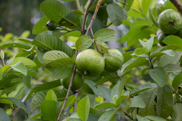 Organic guava fruits hanging on tree in agriculture farm of Bangladesh.This fruit contains a lot of vitamin C
