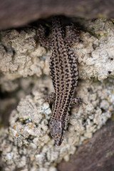 Obraz premium LAGARTIJA