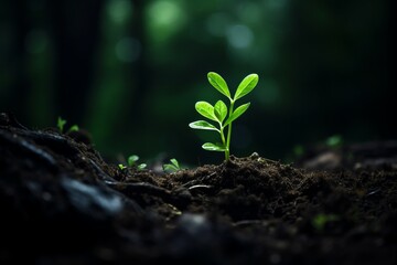 a close-up macro photo of a young green tree plant sprout or fern growing up from the black soil in the forest. Growth new life concept. - obrazy, fototapety, plakaty