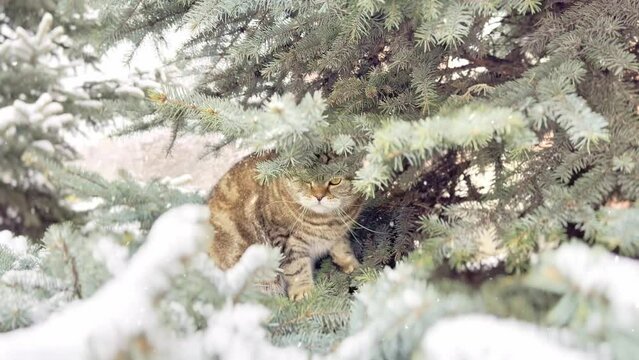 A domestic cat climbed onto a snowy Christmas tree.