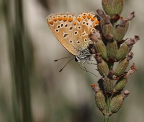 Hauhechel Bläuling an Lavendel