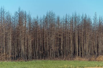 Dry lifeless trees after a fire. The dead forest. Black trunks and branches of trees. Environmental disaster. Environmental problem