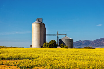 Large grain silo in yellow canola field © geoffsp