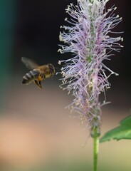 Mittlerer Wegerich und Biene, Plantago media 