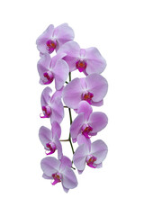 Fototapeta na wymiar Beautiful purple Phalaenopsis orchid flowers bloom isolated on white background included clipping path.