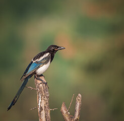 European magpie sitting on a branch