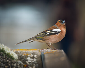 Chaffinch posing