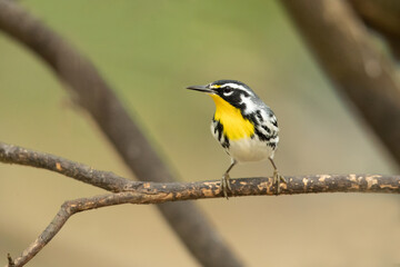 The yellow-throated warbler (Setophaga dominica) is a small migratory songbird species in the New World warbler family (Parulidae)
