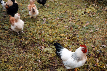 brave rooster leading chicken