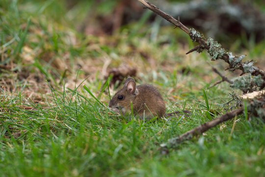 a portrait from a yellow necked mouse, apodemus flavicollis, in the garden on the floor at a autumn evening