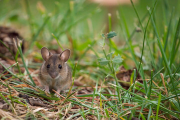 a portrait from a yellow necked mouse, apodemus flavicollis, in the garden on the floor at a autumn evening